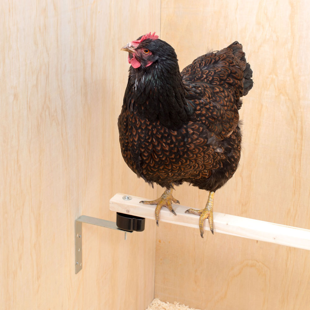 Anti-Milben-Sitzstangenhalterung montiert mit Huhn