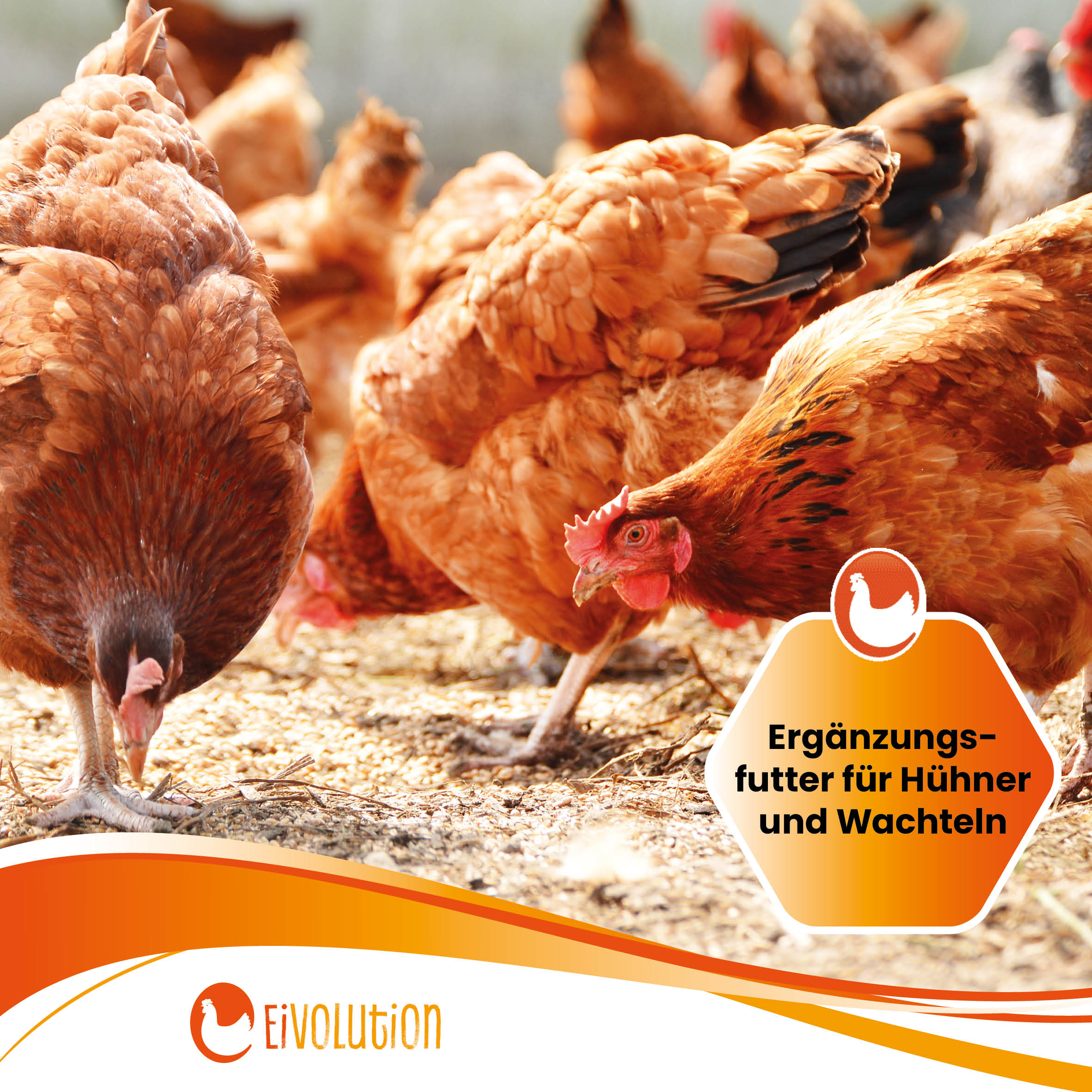 Bio Futterweizen "Ergänzungsfutter für Hühner und Wachteln"