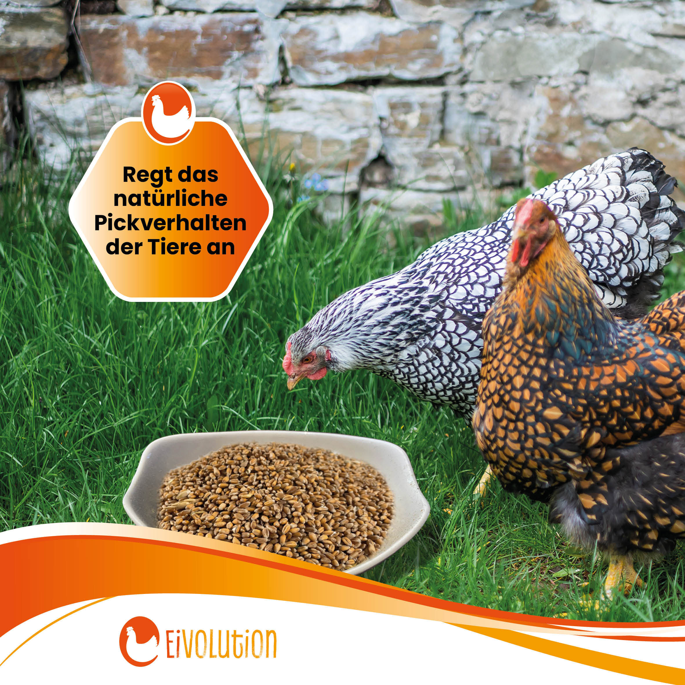 Bio-Futterweizen "Regt das natürliche Pickverhalten der Tiere an"