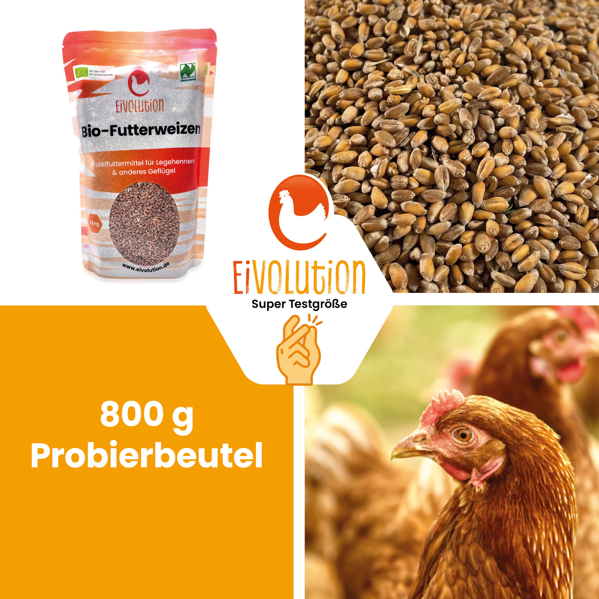 Bio-Futterweizen "800 g Probierbeutel"