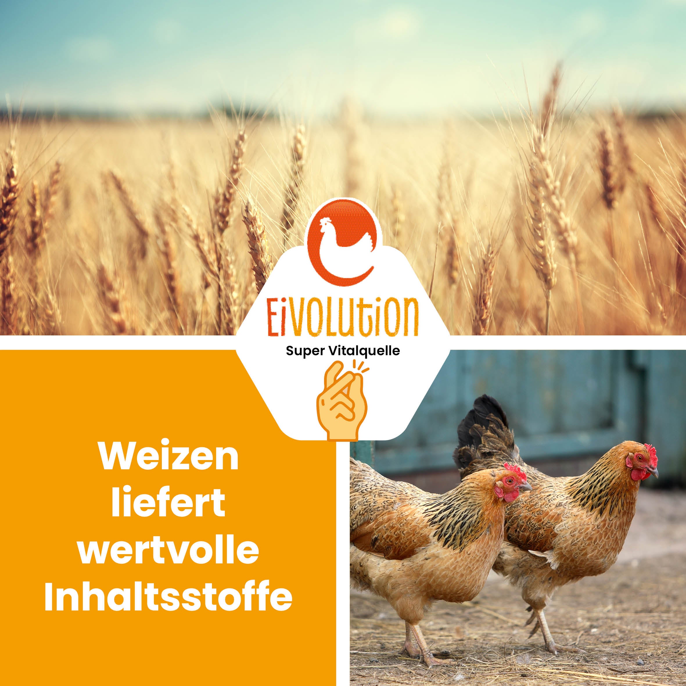 Bio-Futterweizen "Weizen liefert wertvolle Inhaltsstoffe"