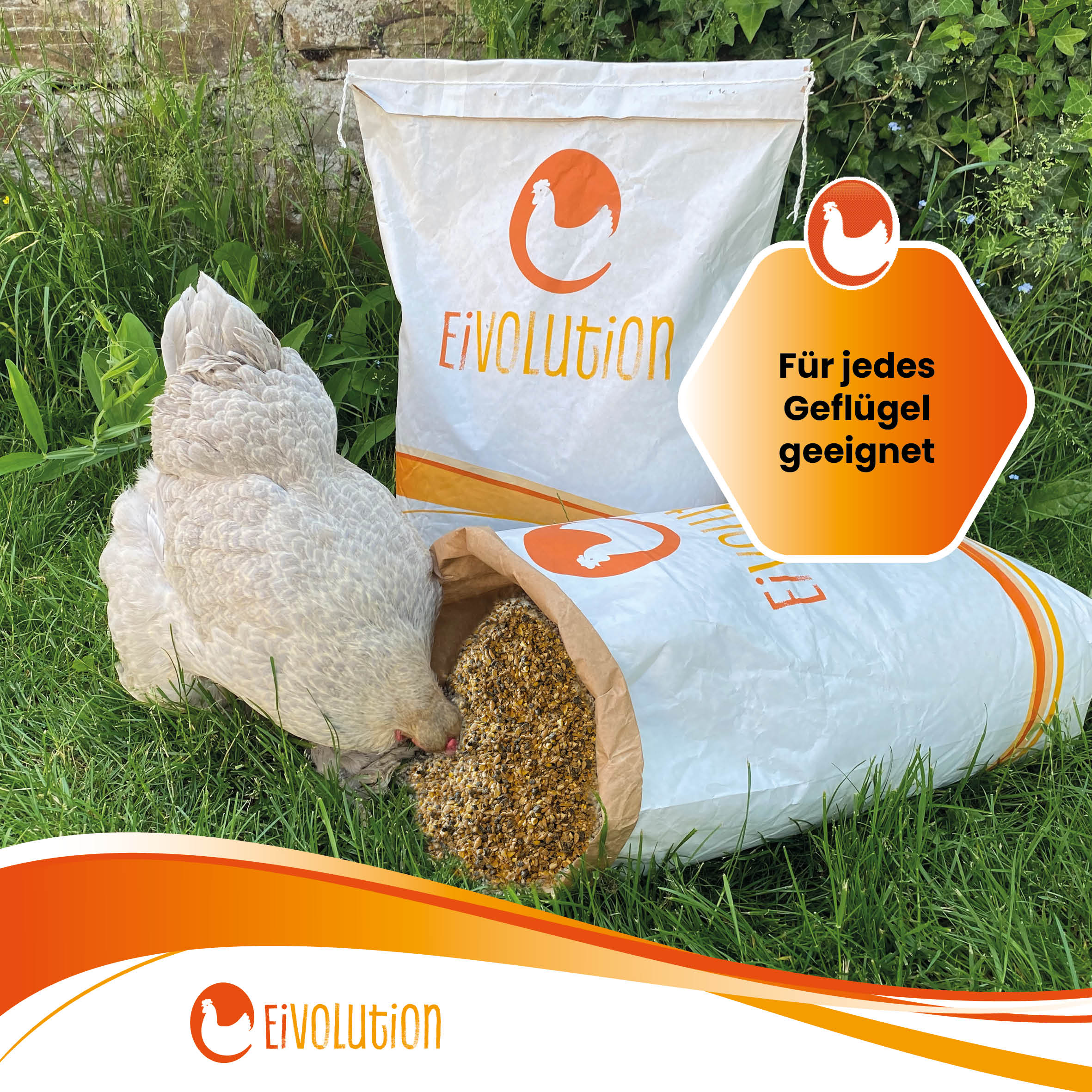 Mehl Bio-Hühnerfutter "Für jedes Geflügel geeignet"