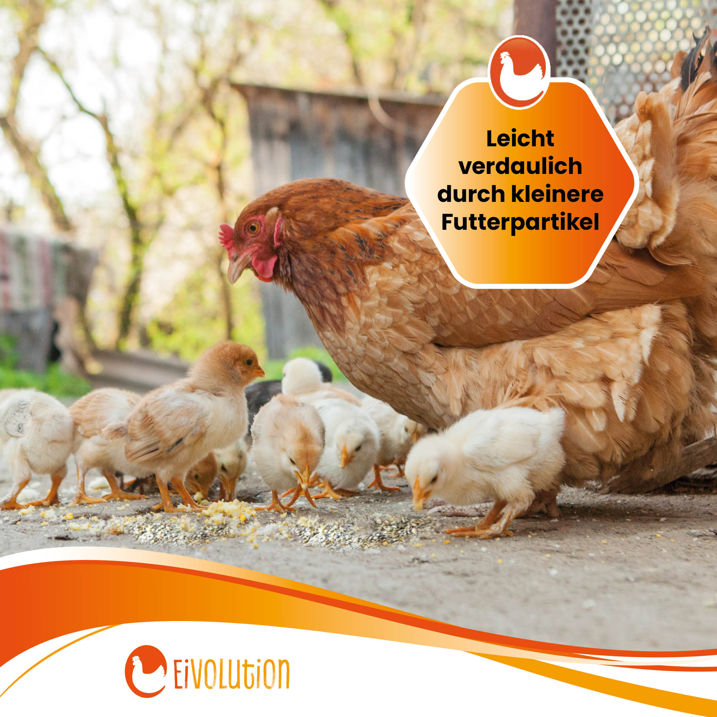 Mehl Bio-Hühnerfutter "Leicht verdaulich durch kleinere Futterpartikel"