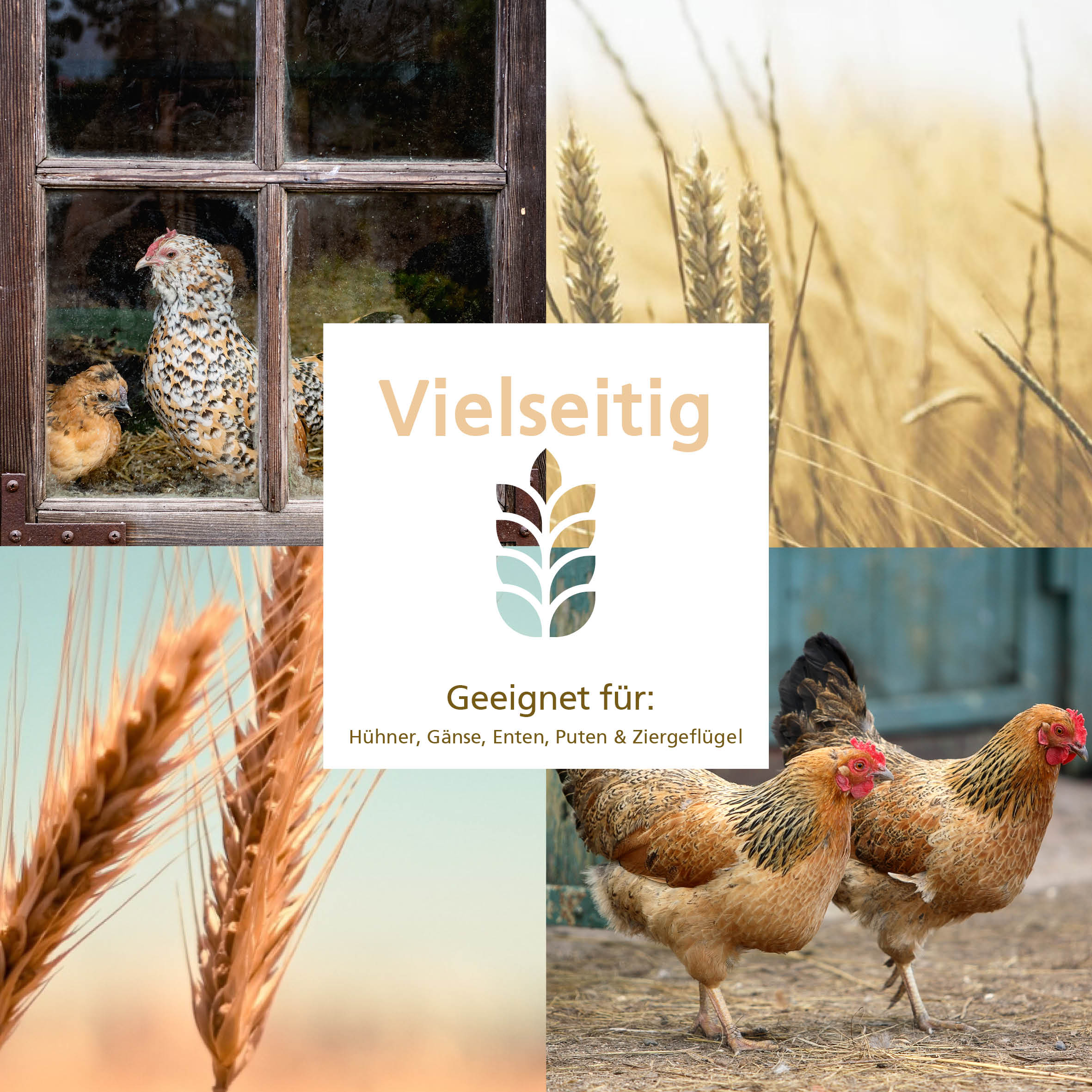 Geflügelkörnerfutter von Carl Wolf "Geeignet für: Hühner, Gänse, Enten, Puten & Ziergeflügel"