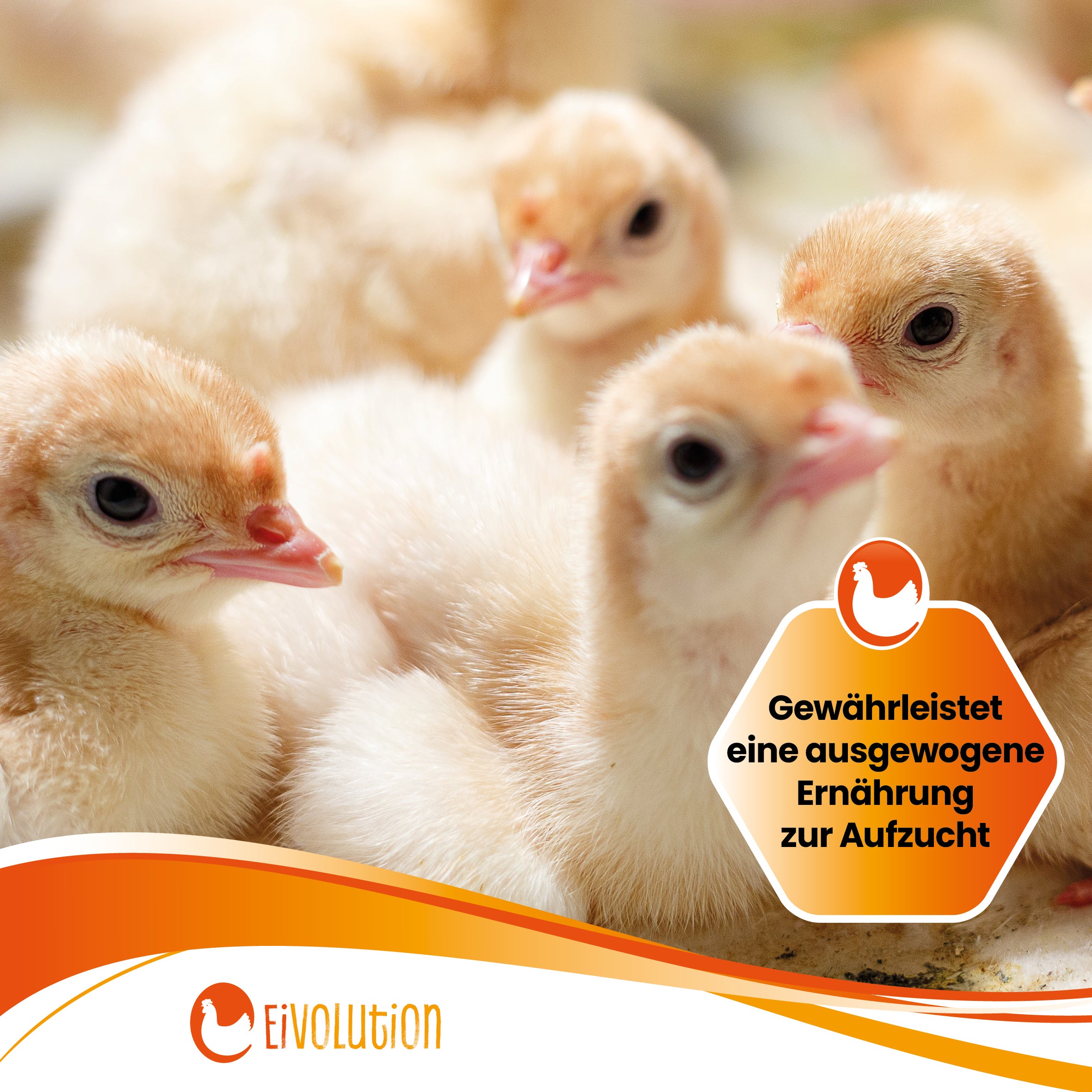 Proteinreiches Bio-Aufzuchtfutter "Gewährleistet eine ausgewogene Ernährung zur Aufzucht"