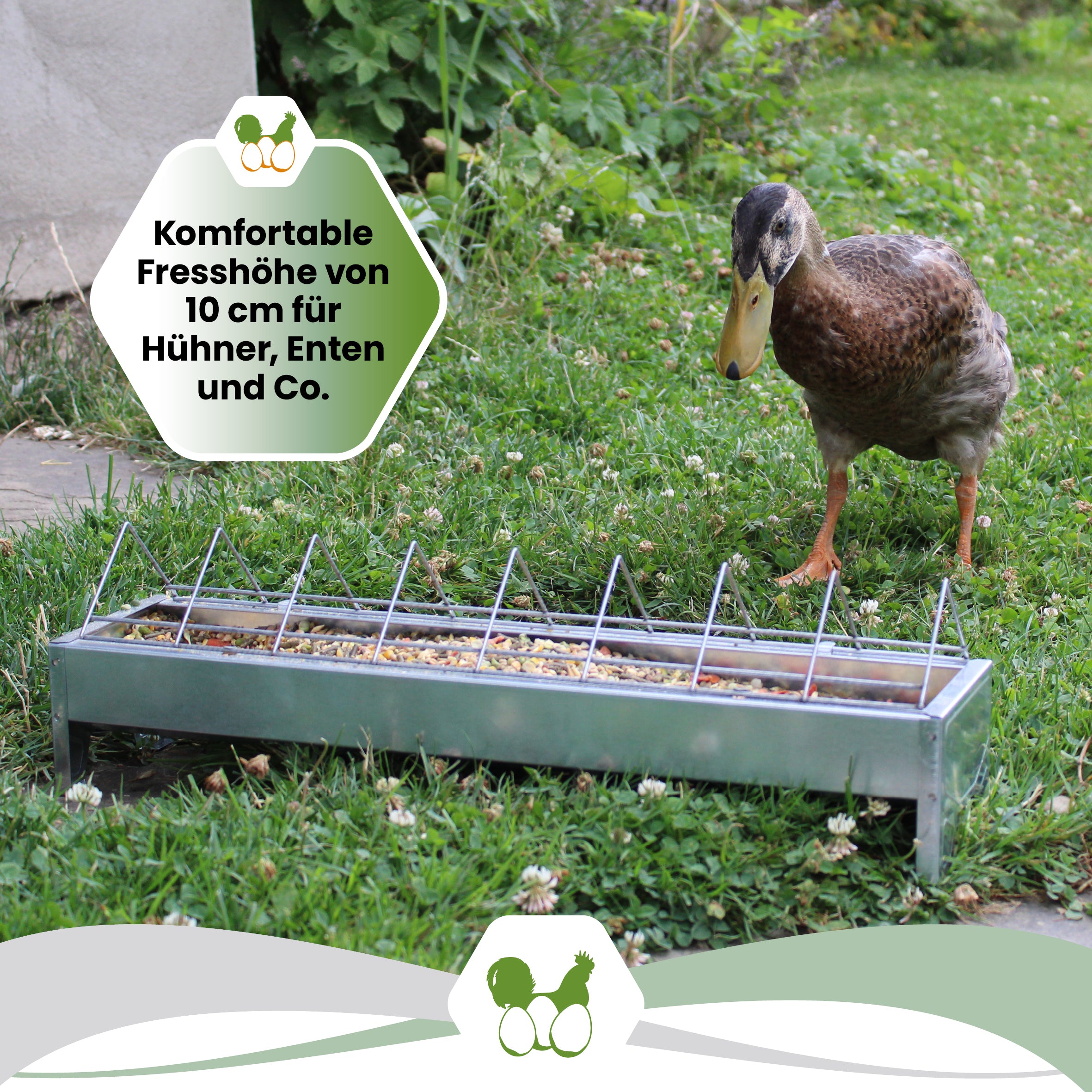 Graue Futterrinne aus Metall, 50 cm "Komfortable Fresshöhe von 10 cm für Hühner, Enten und Co."