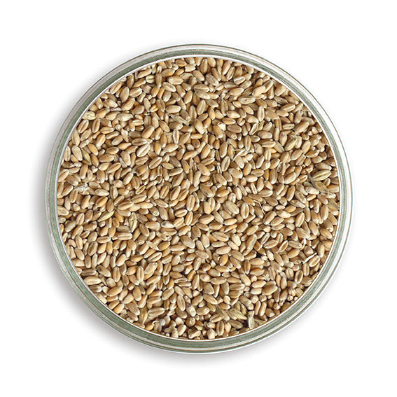 Bio Futterweizen, in der Petrischale