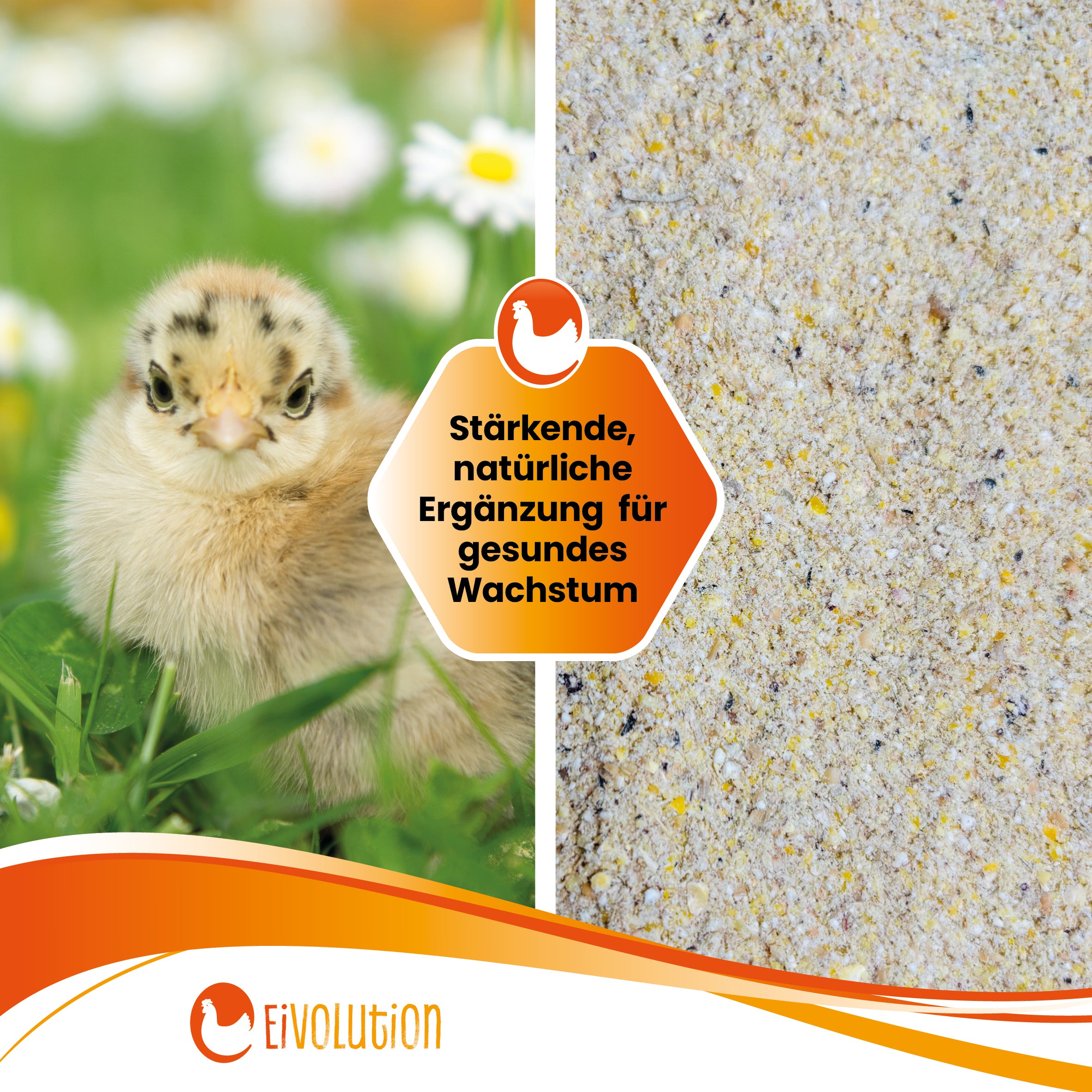 Bio ChickStart – Sanfter Start ins Kükenleben