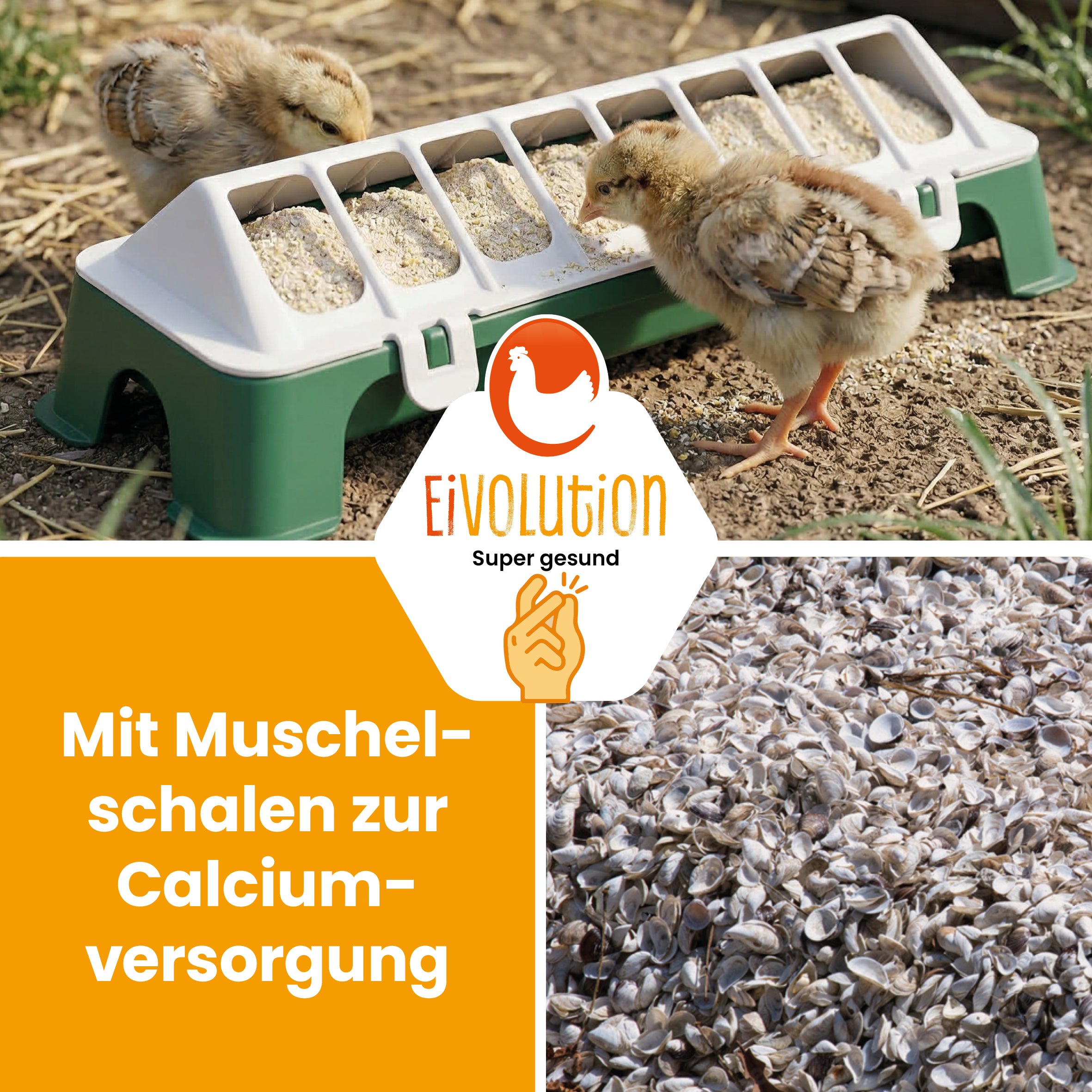 Bio ChickStart – Sanfter Start ins Kükenleben