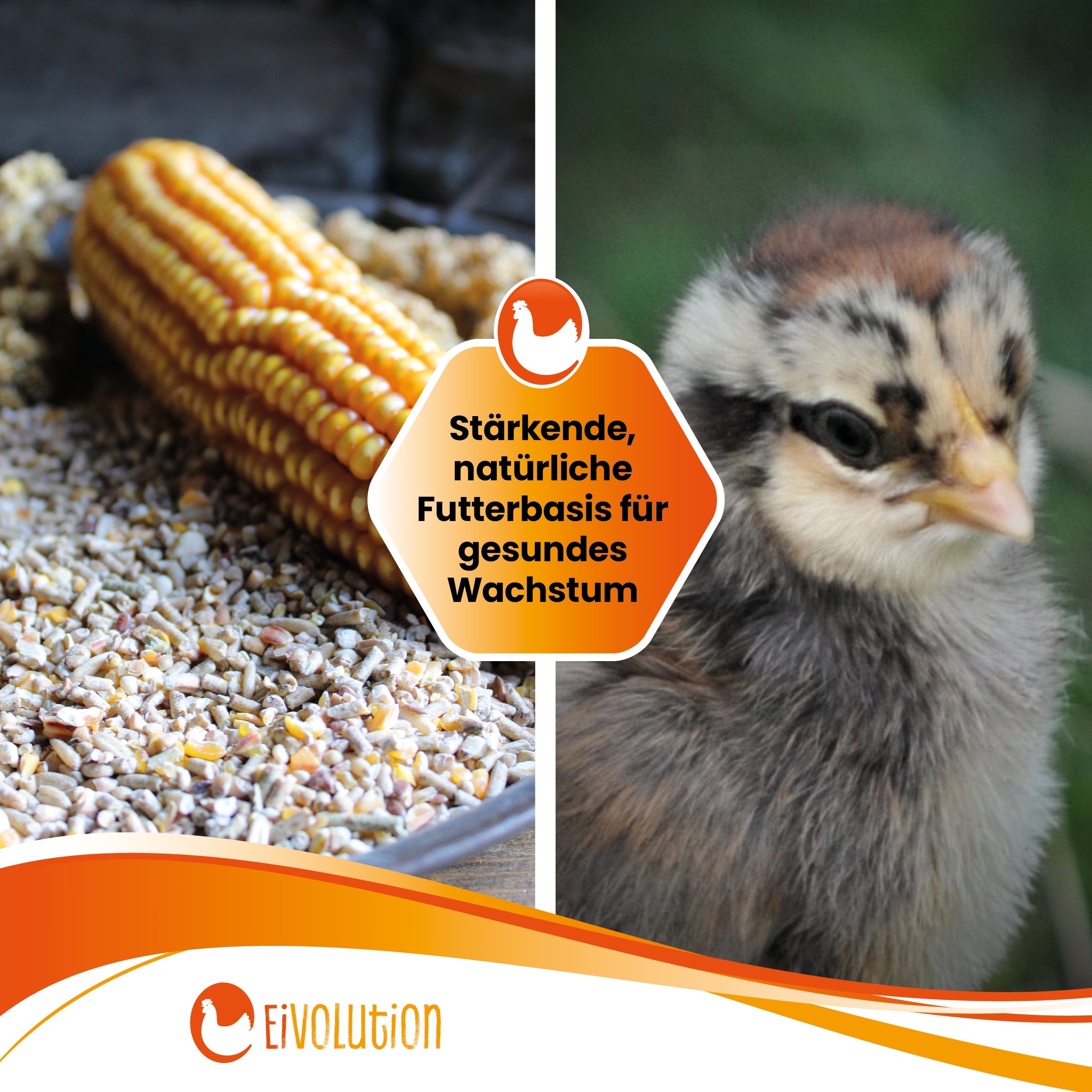 Bio KükenGlück – Stärkende Futterbasis für Küken