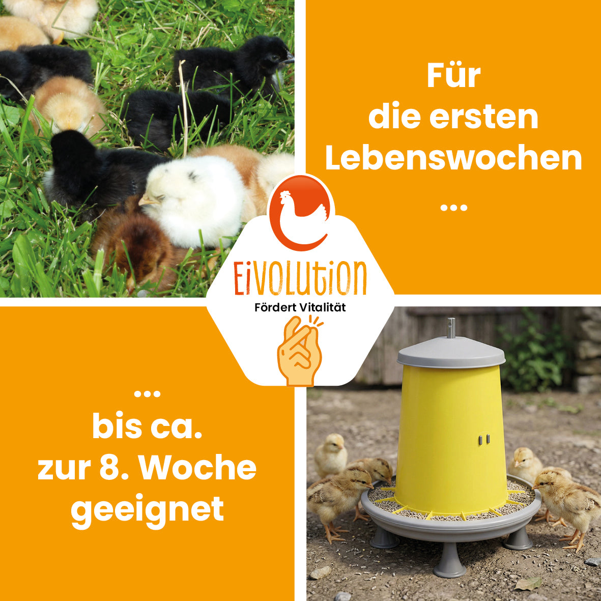 Kükenstarter Premium – Für einen optimalen Start ins Leben