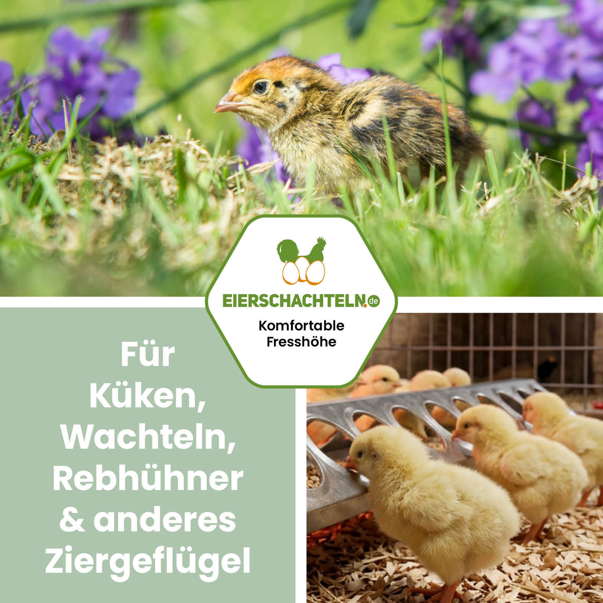 Küken-Futtertrog aus Metall "Für Küken, Wachteln, Rebhühner & anderes Ziergeflügel"