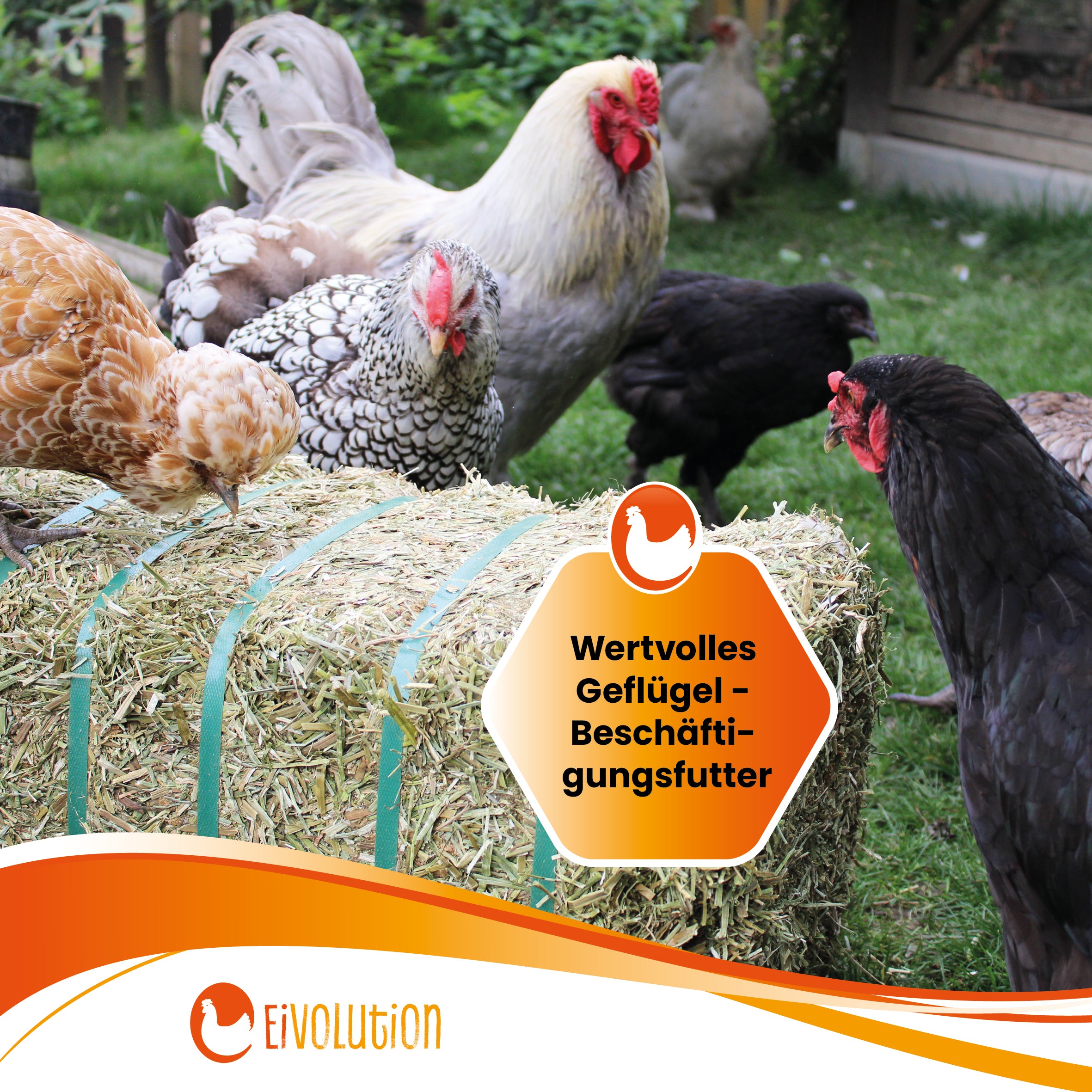 Bio Luzerneballen "Wertvolles Geflügel-Beschäftigungsfutter"