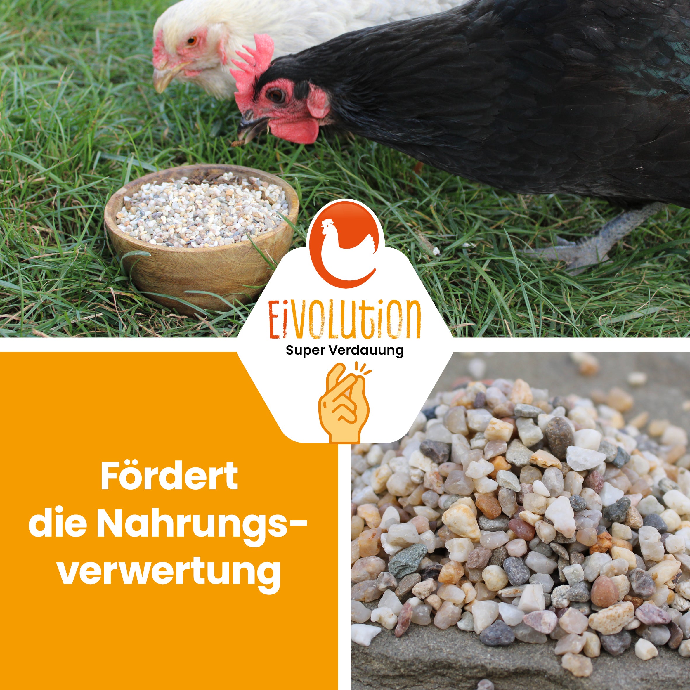 Magenkiesel 2-4 mm, biotauglich für Hühner/Legehennen & Co. "Fördert die Nahrungsverwertung"