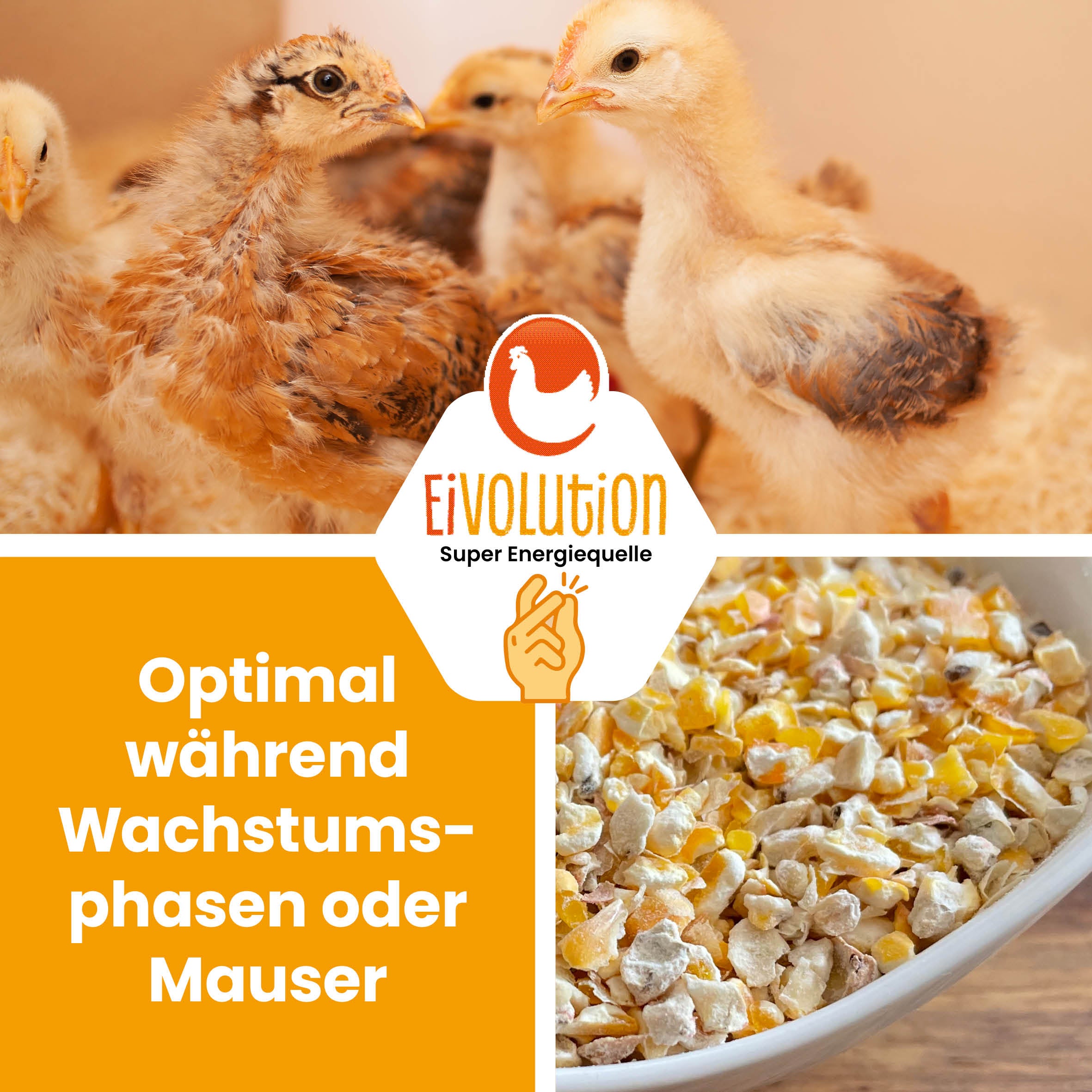 Eivolution Bio-Maisbruch"Optimal während Wachstumsphasen oder Mauser"