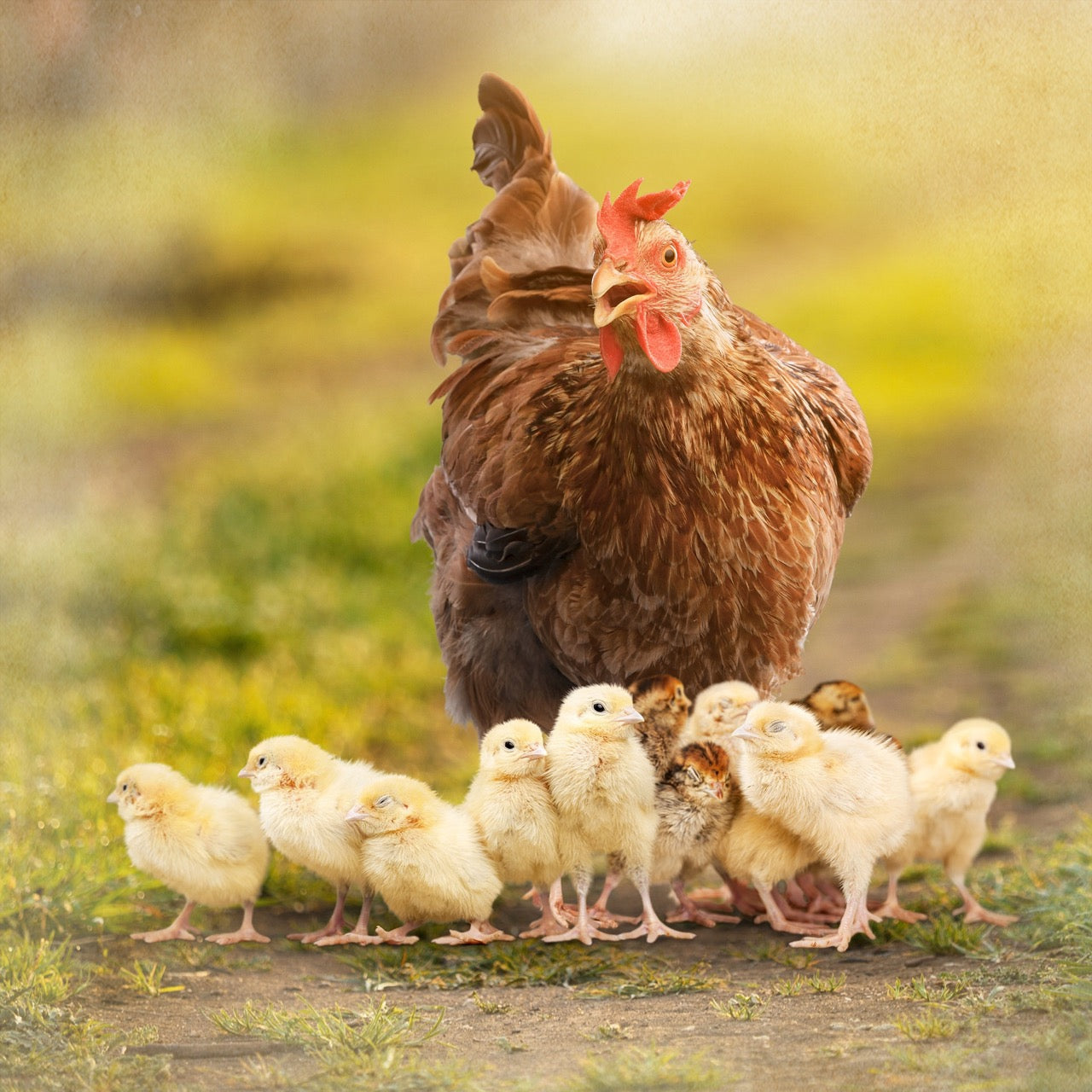 Orega Plus, mit Huhn und Küken