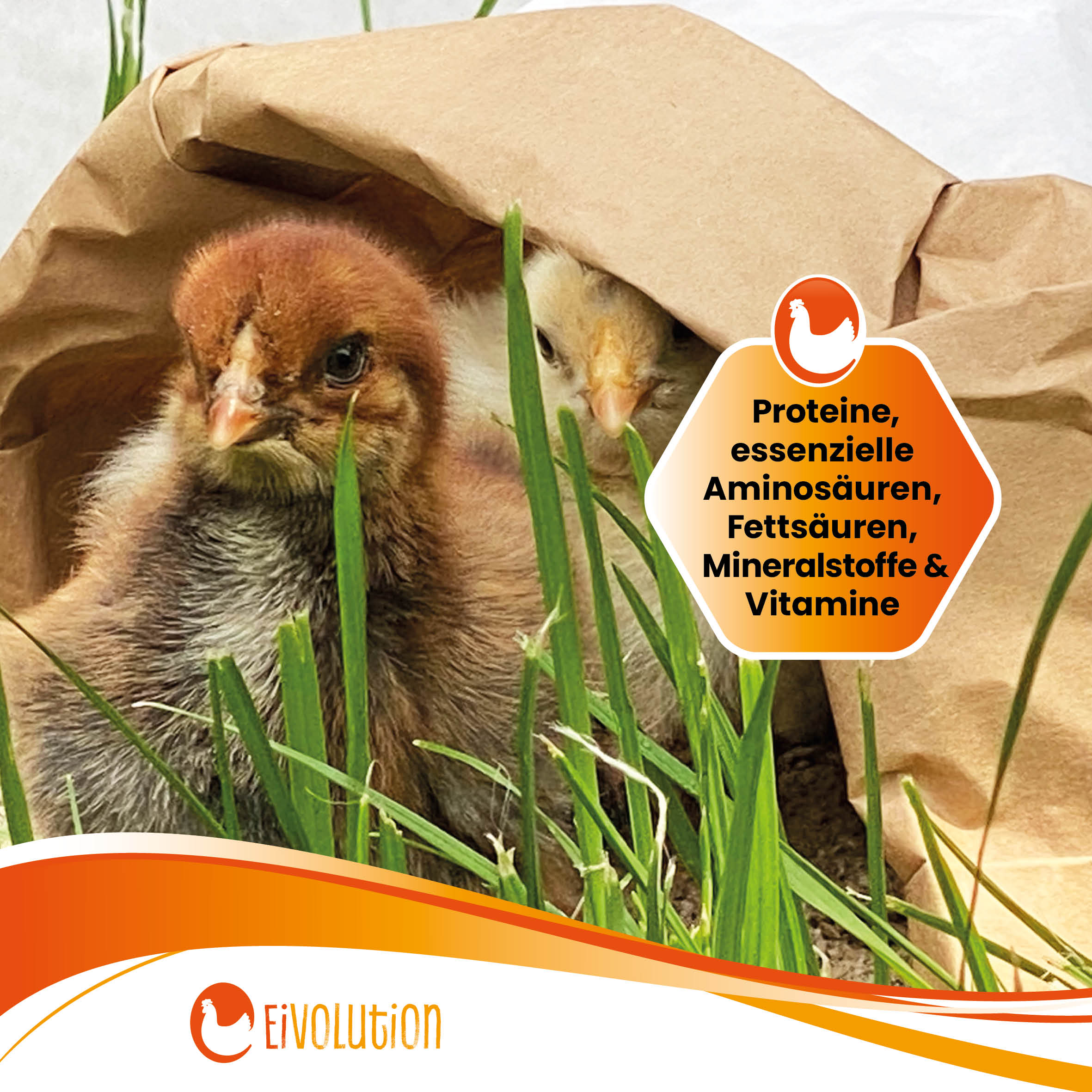 Pellets mit Oregano-Öl Bio-Hühnerfutter "Proteine, essenzielle Aminosäuren, Fettsäuren, Mineralstoffe & Vitamine"