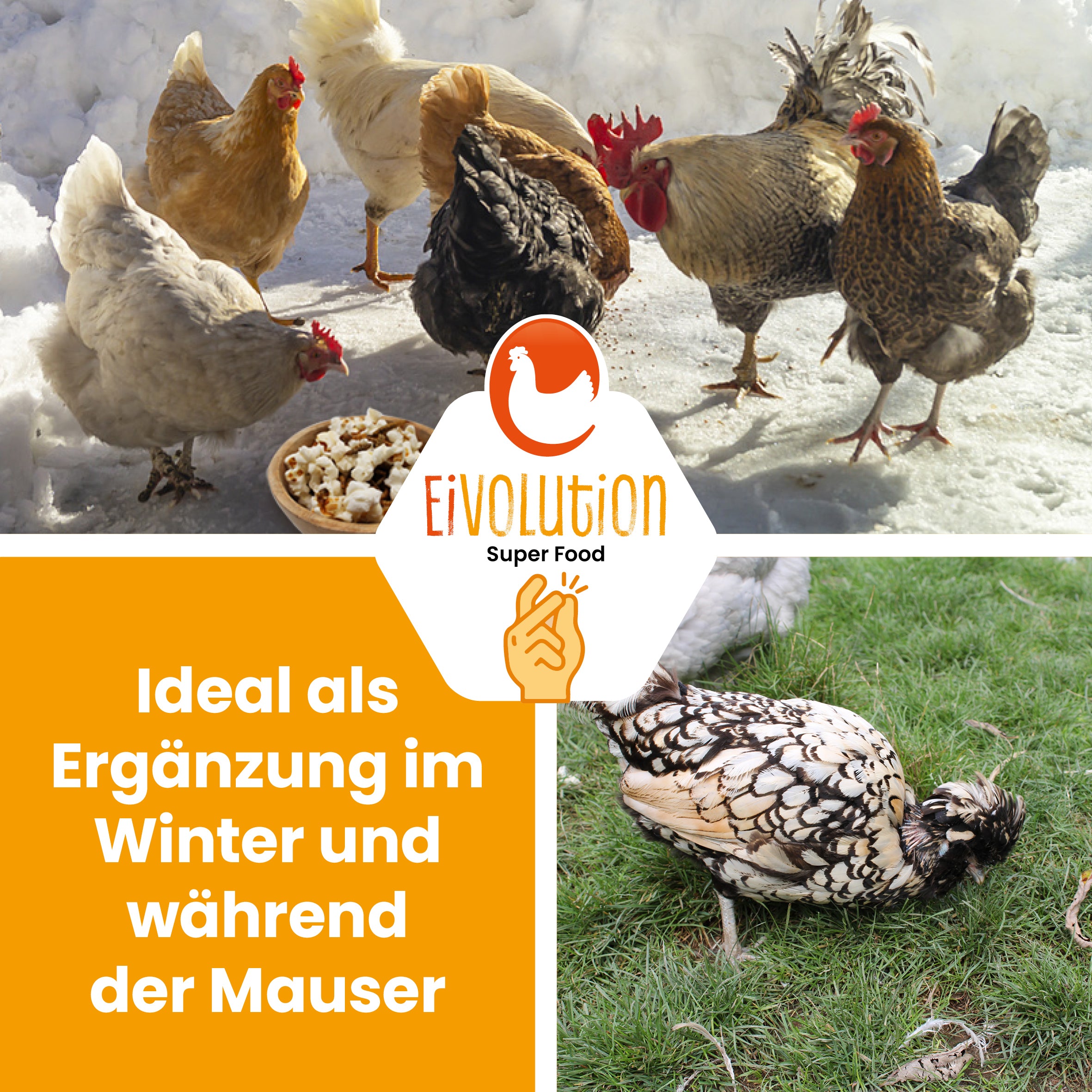Popcorn mit Insekten "Ideal als Ergänzung im Winter und während der Mauser"