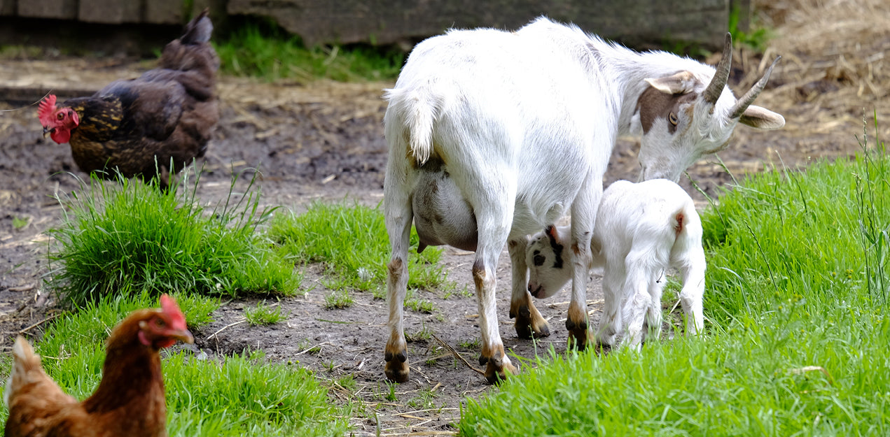 Kategoriebanner Hoftiere