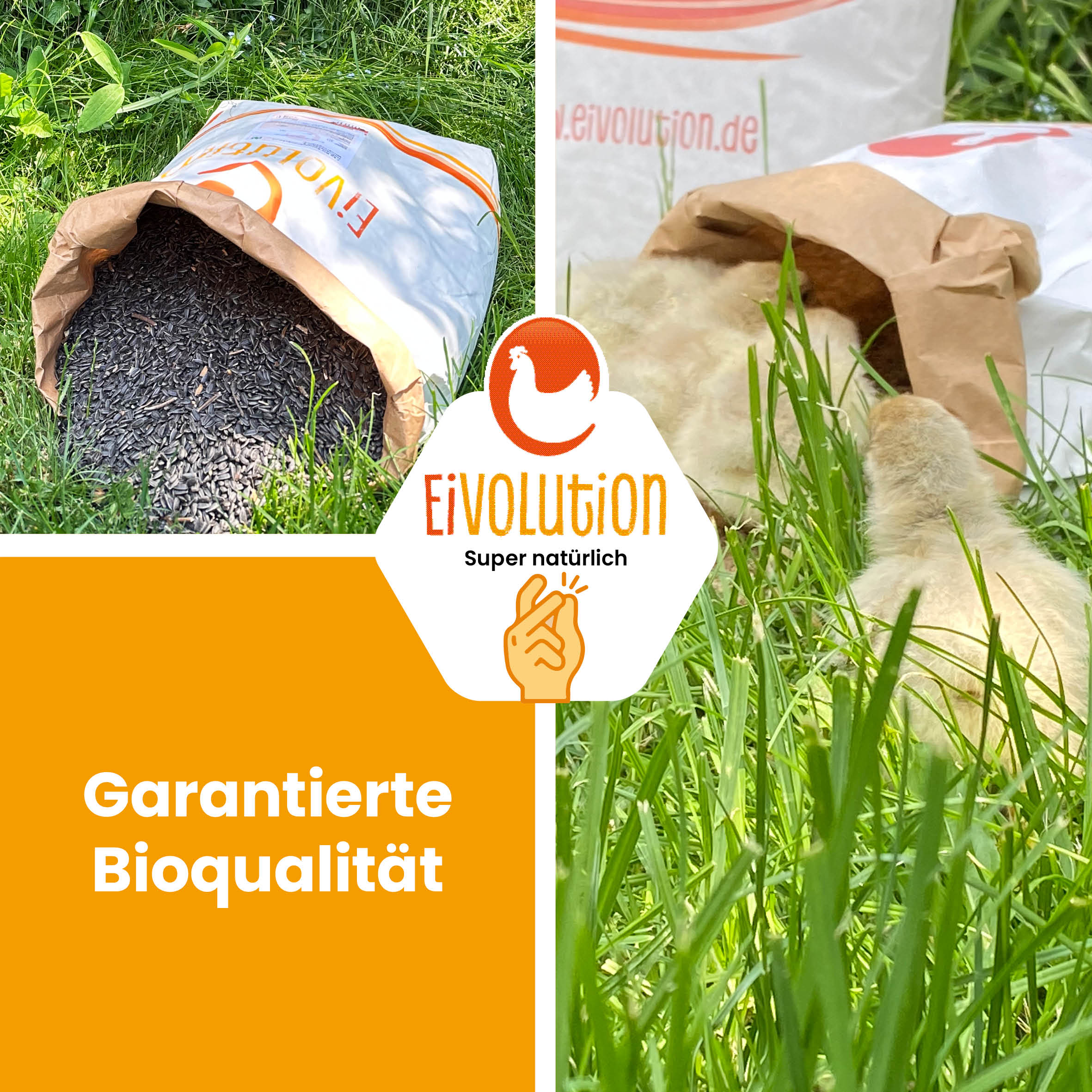 Bio-Sonnenblumenkerne "Garantierte Bioqualität"