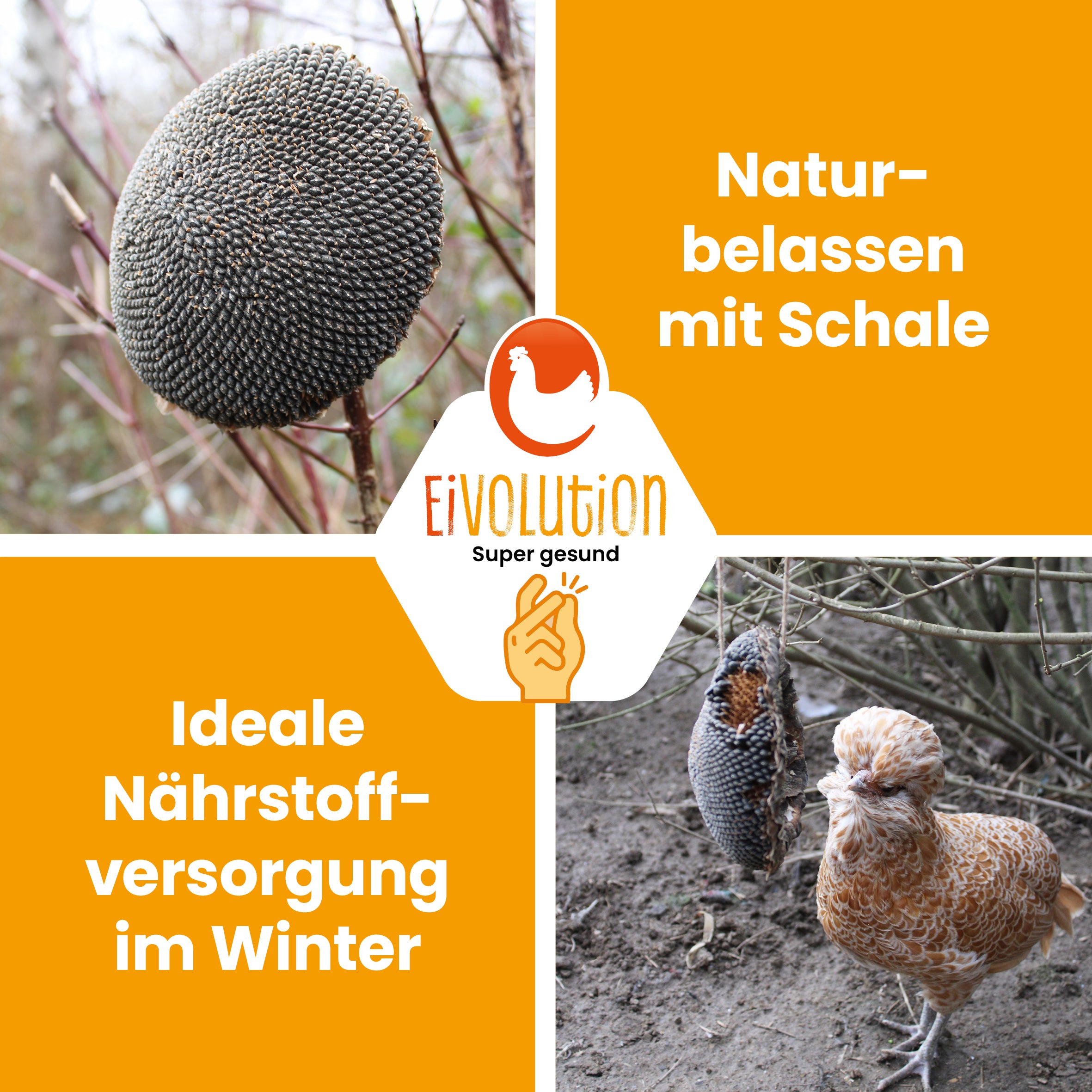 Sonnenblumenkopf "Naturbelassen mit Schale Ideale Nährstoffversorgung im Winter."