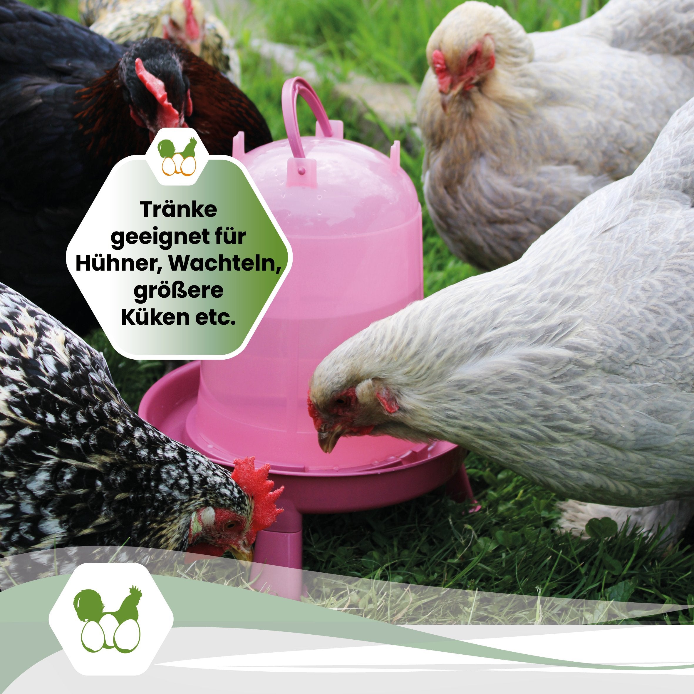 Geflügeltränke 3 Liter in Rosé "Tränke geeignet für Hühner, Wachtel, größere Küken etc."