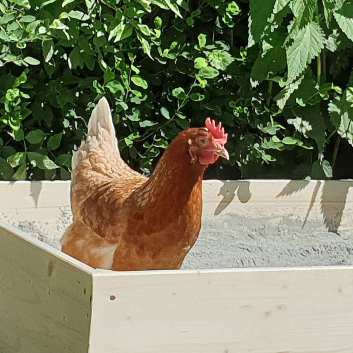 Hüfisan Geflügeleinstreu 25 kg, Anwendungsbild