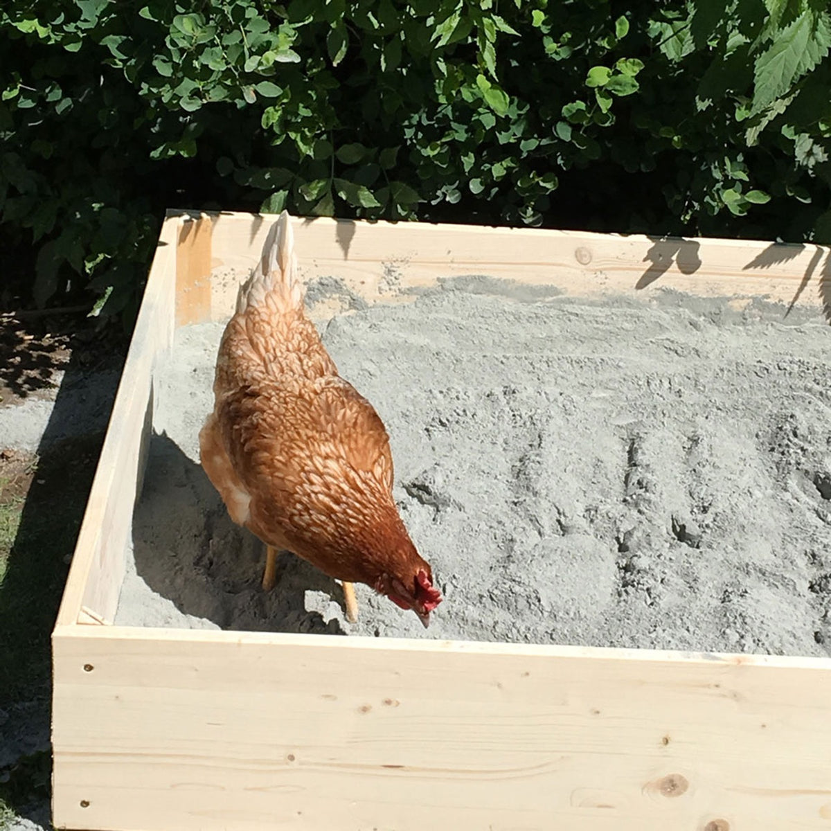 Hüfisan Geflügeleinstreu 25 kg "Anwendungsbild mit Huhn"
