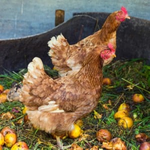 Hühner scharren auf dem Komposthaufen.