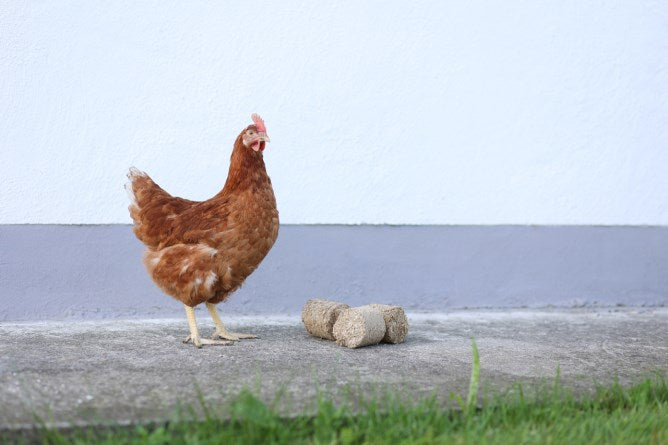 Dinkelspelzen Briketts für Hühner und anderes Geflügel 24 Stück, mit Huhn