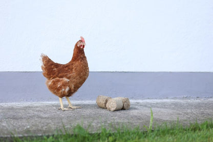 Dinkelspelzen Briketts für Hühner und anderes Geflügel 24 Stück, mit Huhn