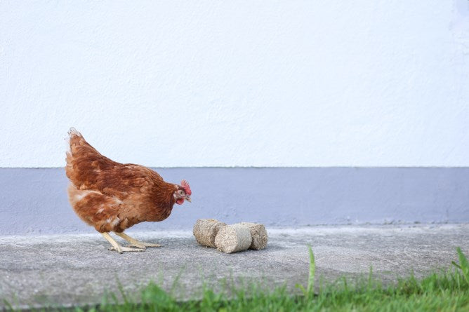 Dinkelspelzen Briketts, mit Huhn 