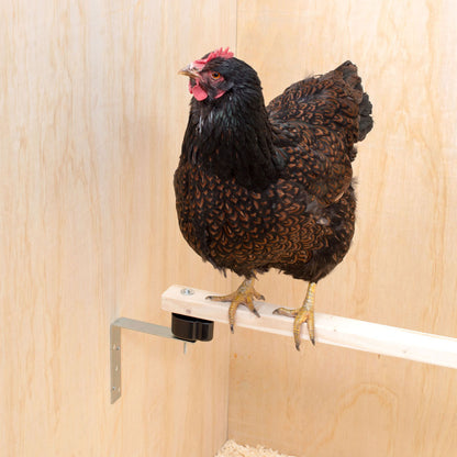 Anti-Milben-Sitzstangenhalterung montiert mit Huhn 
