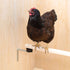 Anti-Milben-Sitzstangenhalterung montiert mit Huhn 