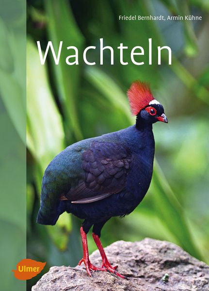 Buch Wachteln