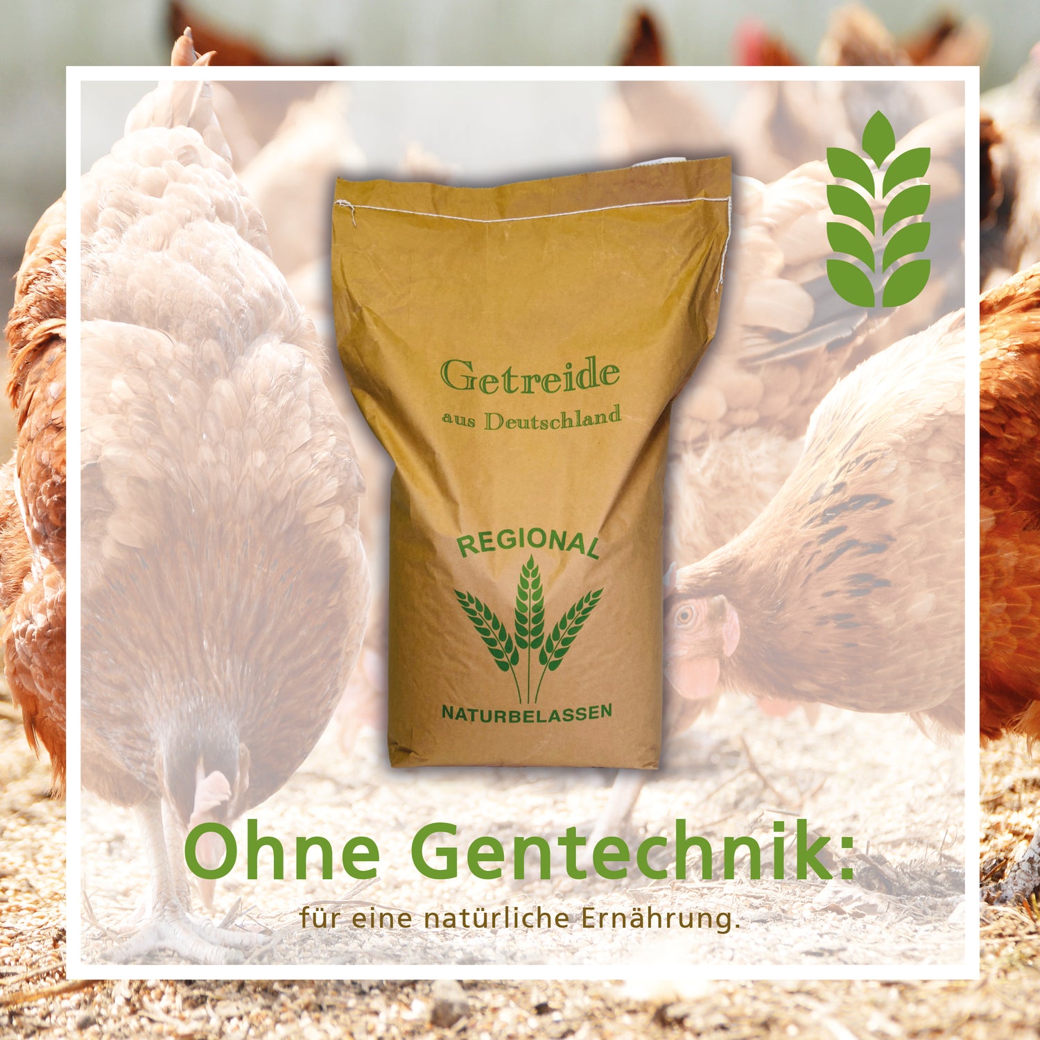Geflügelkörnerfutter von Carl Wolf "Ohne Gentechnik"
