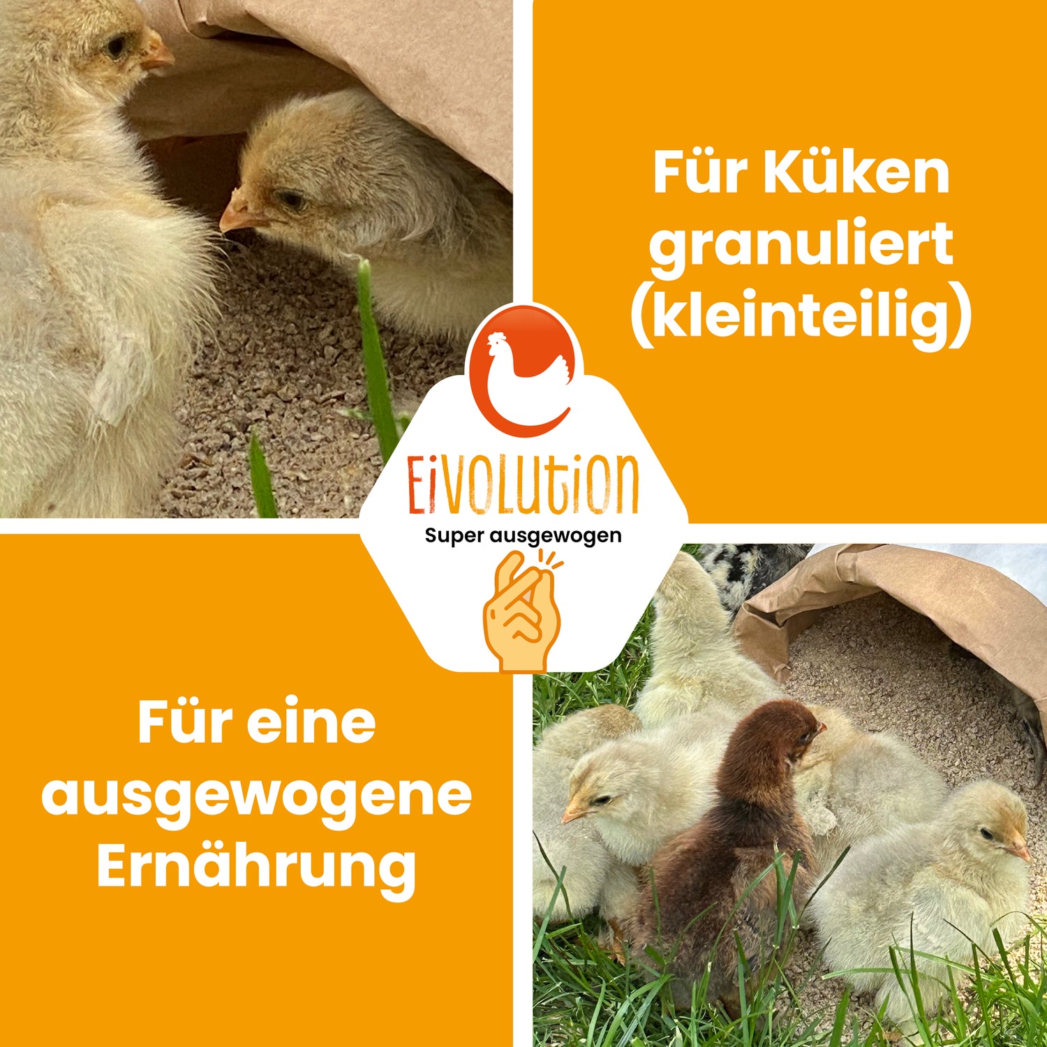 Proteinreiches Bio-Aufzuchtfutter für Geflügel "Für Küken granuliert (kleinteilig), für eine ausgewogene Ernährung" 