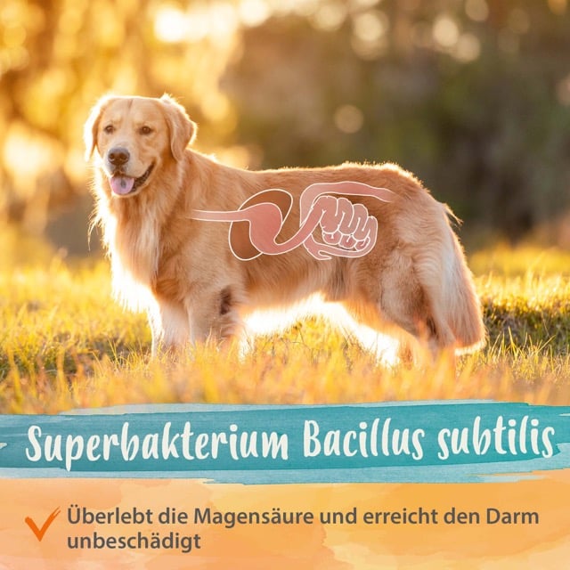 Darmbiotic "Superbakterium Bacillus subtilis"