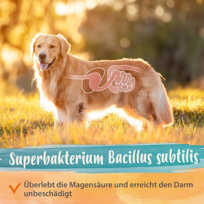 Darmbiotic "Superbakterium Bacillus subtilis"