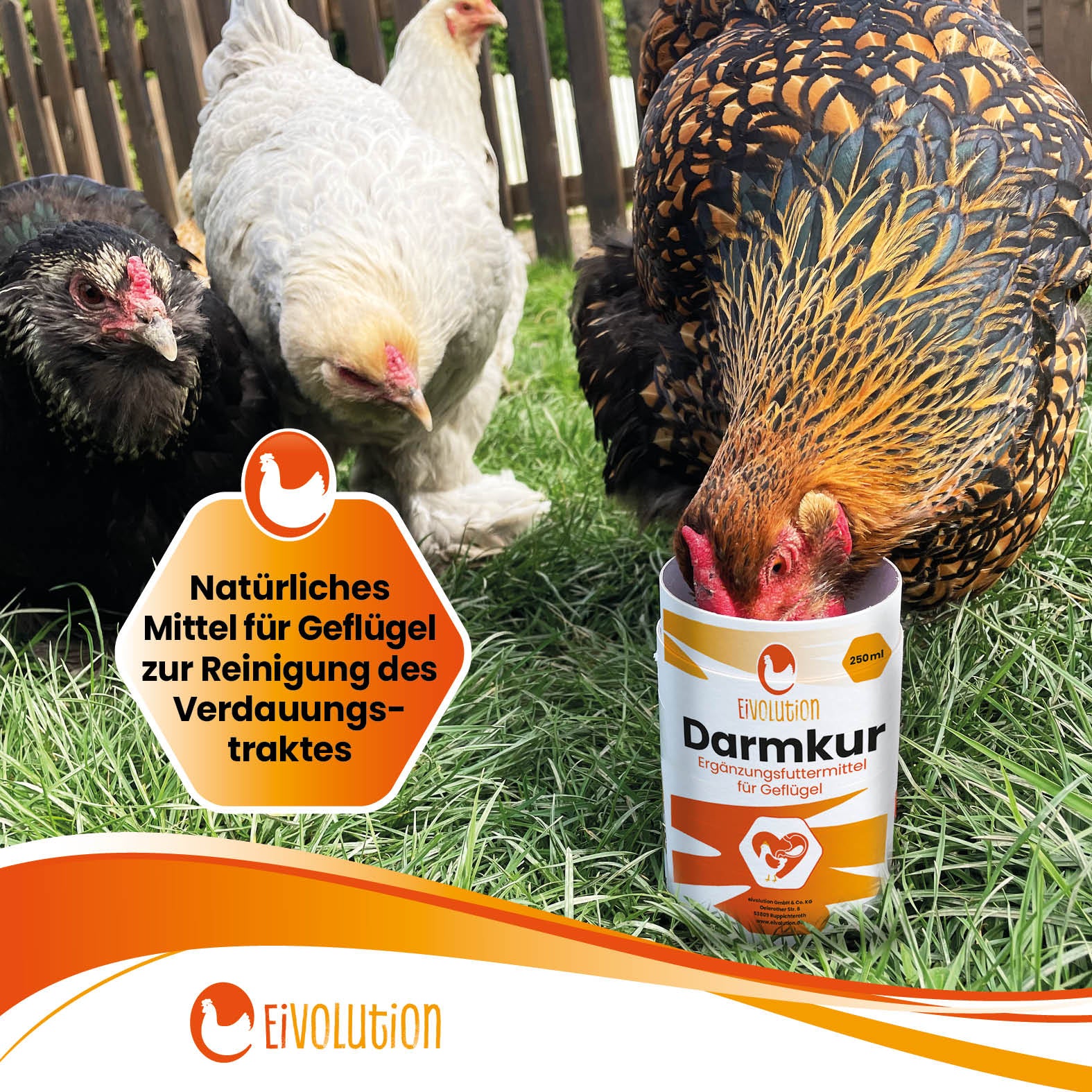 Eivolution Darmkur "Natürliches Mittel für Geflügel zur Reinigung des Verdauungstraktes" 