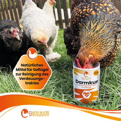 Eivolution Darmkur "Natürliches Mittel für Geflügel zur Reinigung des Verdauungstraktes" 