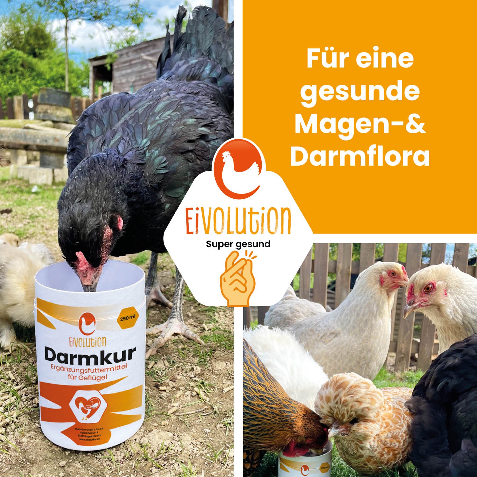 Eivolution Darmkur "Für eine gesunde Magen- &amp; Darmflora" 