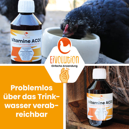 Vitamine ACDE für Hühner "Problemlos über das Trinkwasser verabreichbar"