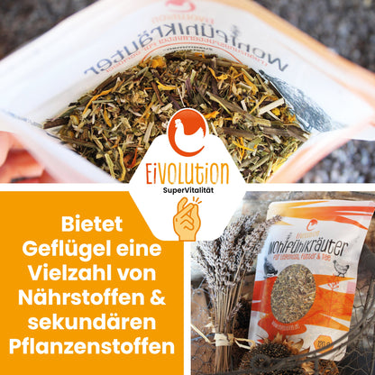 Wohlfühlkräuter für Nest, Tee und Futter "Bietet Geflügel eine Vielzahl von Nährstoffen &amp; sekundären Pflanzenstoffen"