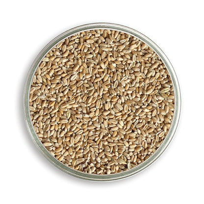 Bio Futterweizen, in der Petrischale