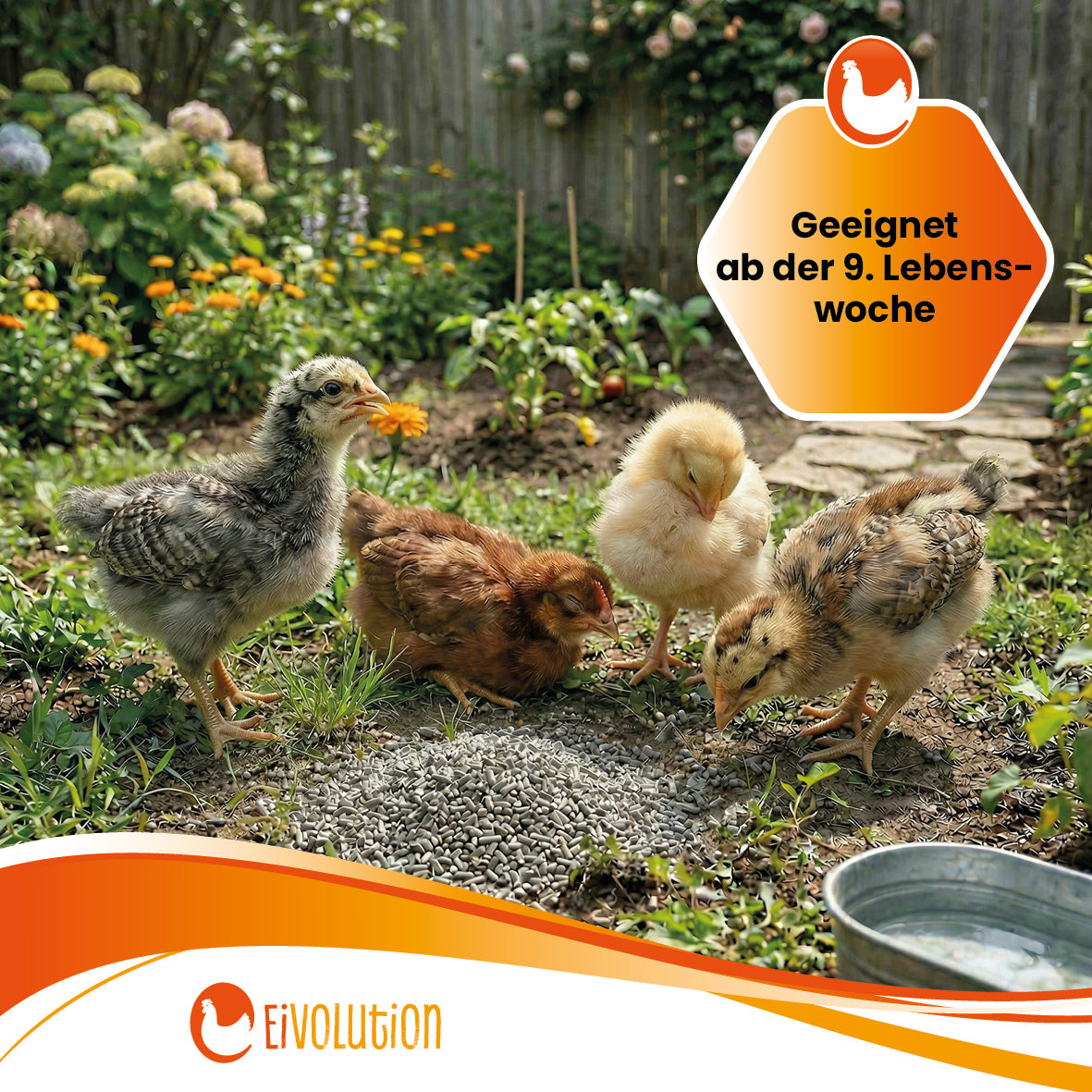 ChickGrow mit Oregano-Öl – Für die Kükenaufzucht ab der 9. Woche