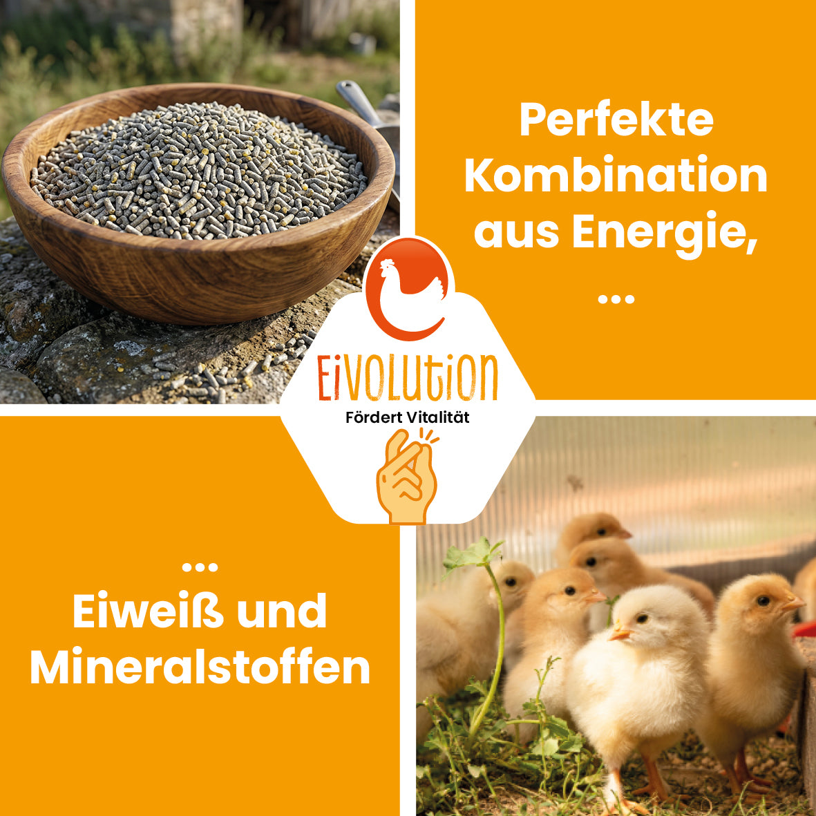 ChickGrow mit Oregano-Öl – Für die Kükenaufzucht ab der 9. Woche
