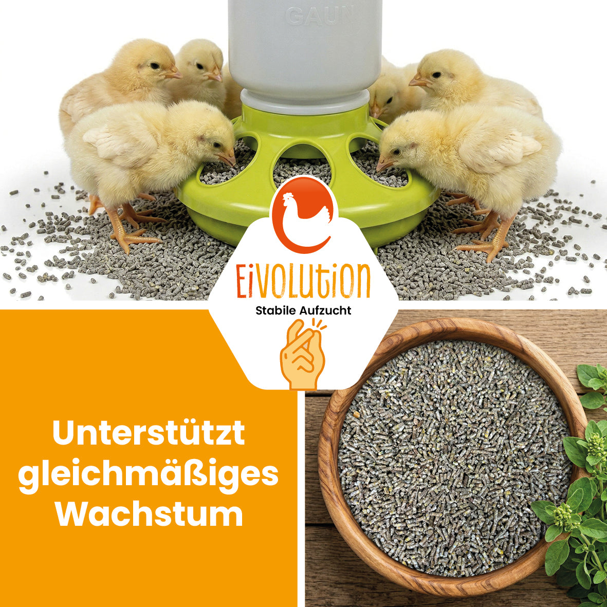 ChickGrow mit Oregano-Öl – Für die Kükenaufzucht ab der 9. Woche