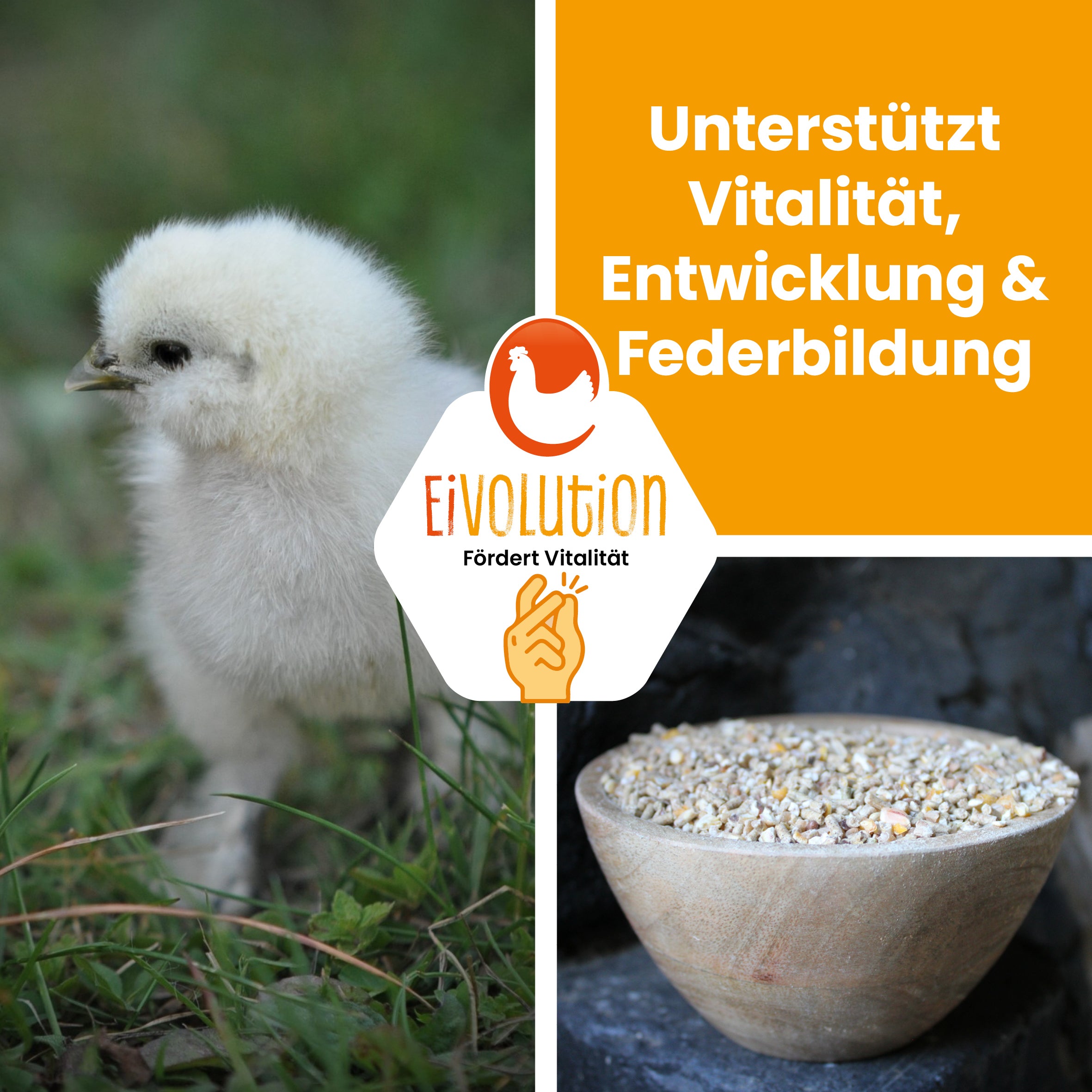 Bio KükenGlück – Stärkende Futterbasis für Küken
