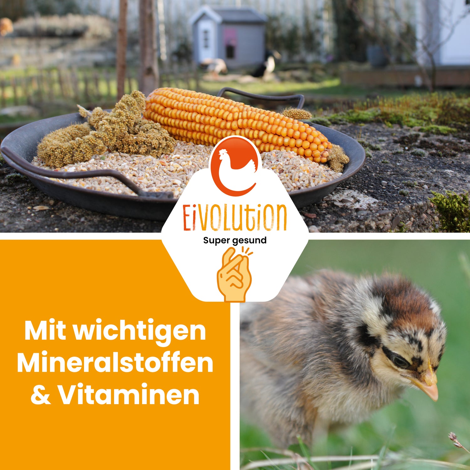 Bio KükenGlück – Stärkende Futterbasis für Küken